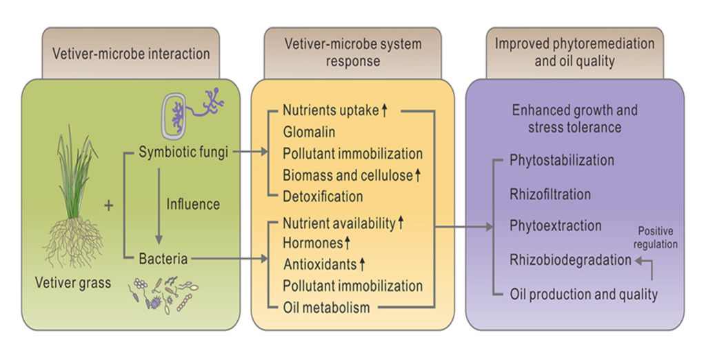 Vetiver Eco-engineering Technology